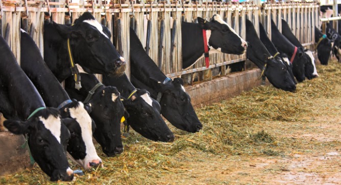 Cows eating hay in Israel. Photo via Shutterstock.com
