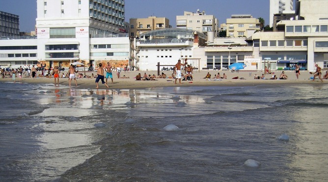 jellyfish-beach Fighting them on the beaches. For some weeks every year, jellyfish make going in the water in Israel an extreme sport. Image via Shutterstock.com