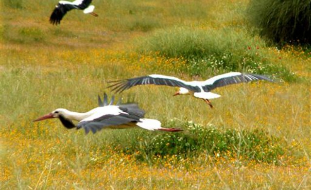 migrant-storks Migrant storks in Israel.