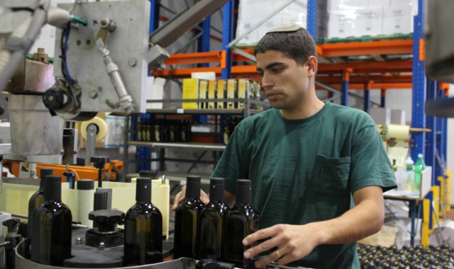 Olive oil production at award-winning Meshek Achiya in Shilo. Photo by Kobi Gideon/Flash90