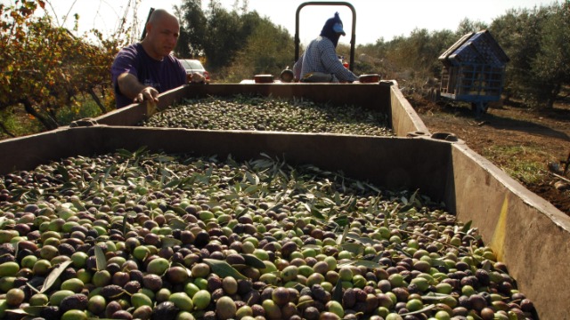 Olives harvested for oil at Karmey Yosef. Photo by Gili Yaari / Flash 90