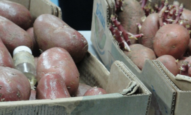 potatoes It’s easy to see which potatoes were treated with mint oil.
