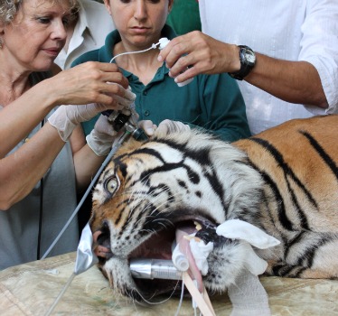 Pedang getting treated with the new product.