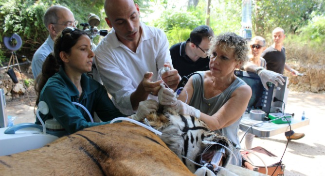 Tiger being treated