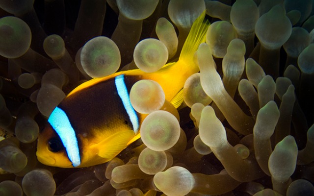 Some 800 varieties of sea life can be viewed in Eilat’s waters. Photo by Shai Oron/Interuniversity Institute for Marine Sciences