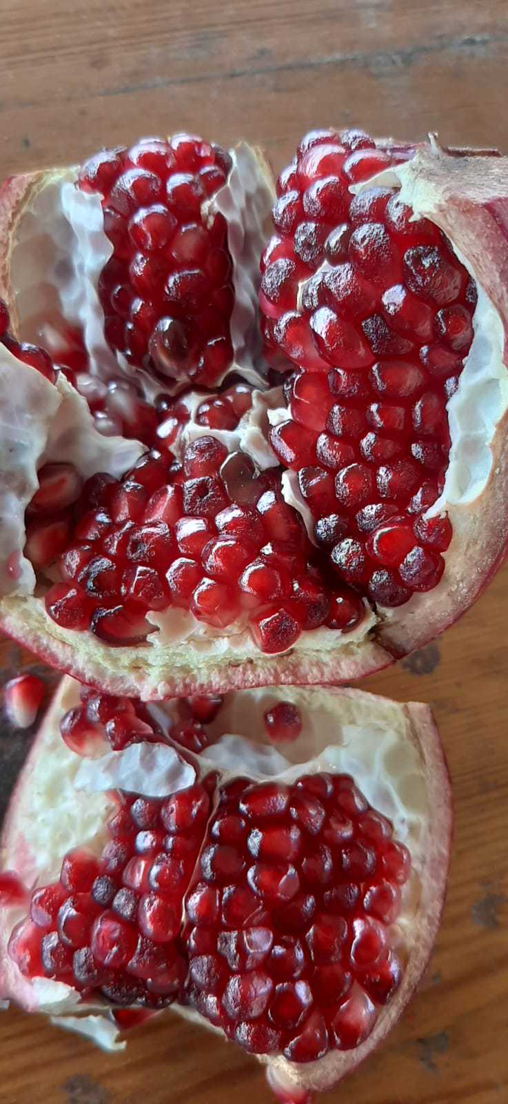 A new Israeli pomegranate cultivar named Neta, which can be grown in arid conditions, gives fruit early and is especially red and flavorful. Photo courtesy of Dr. Doron Holland/Volcani Center