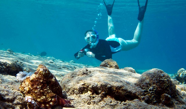 The Red Sea holds many colorful attactions for divers. Photo by Shai Oron/Interuniversity Institute for Marine Sciences