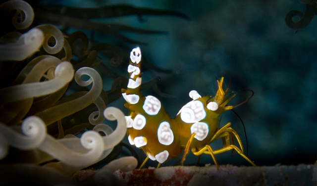 Photo by Shai Oron/Interuniversity Institute for Marine Sciences