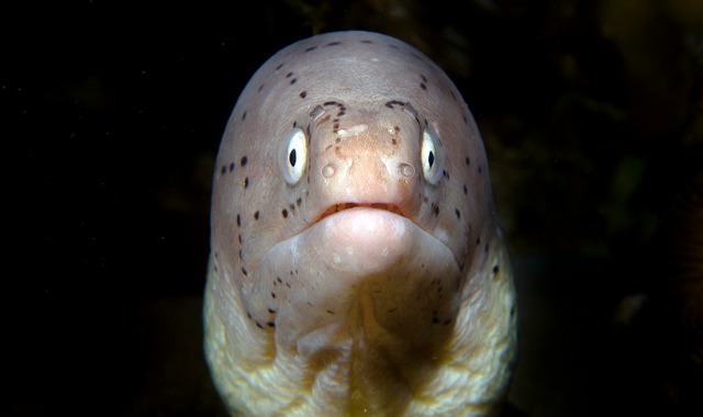 Some of the wonders of the Red Sea. Photo by Shai Oron/Interuniversity Institute for Marine Sciences