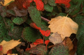 Autumn leaves