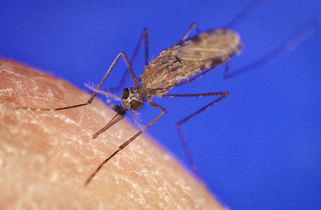 A malaria-carrying anopheles mosquito. 