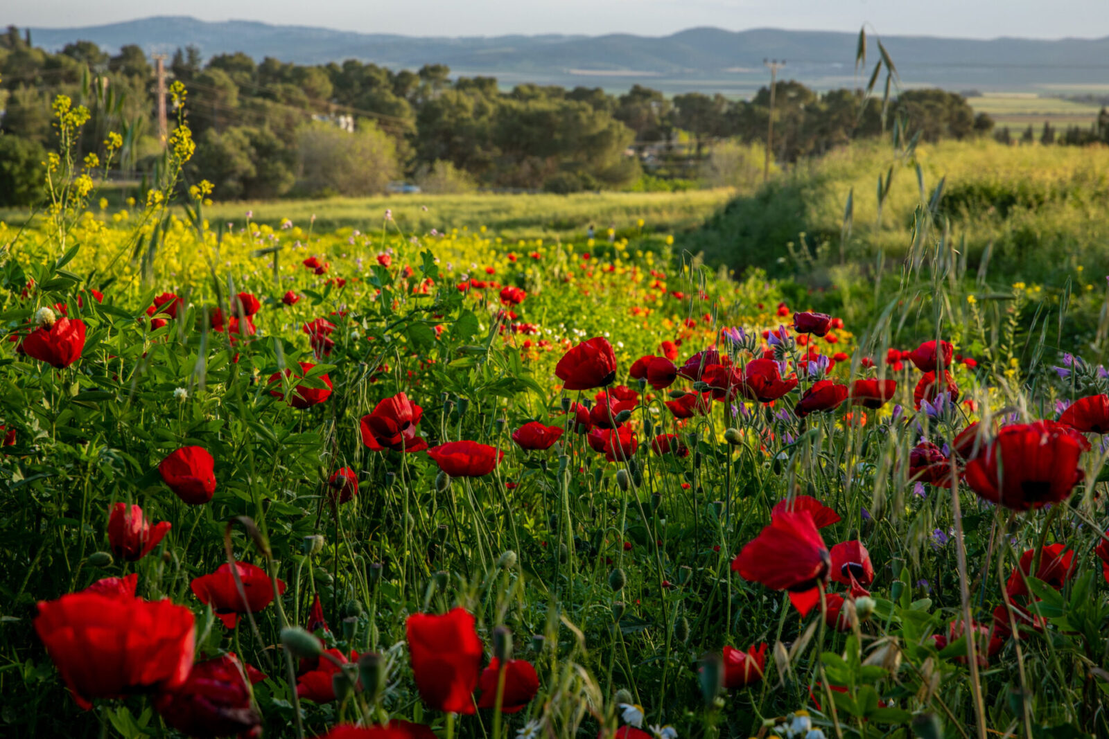 A vibrant field of poppies is surrounded by lush green foliage. In the background, there are trees and rolling hills under a partly cloudy sky, creating a serene and picturesque landscape.