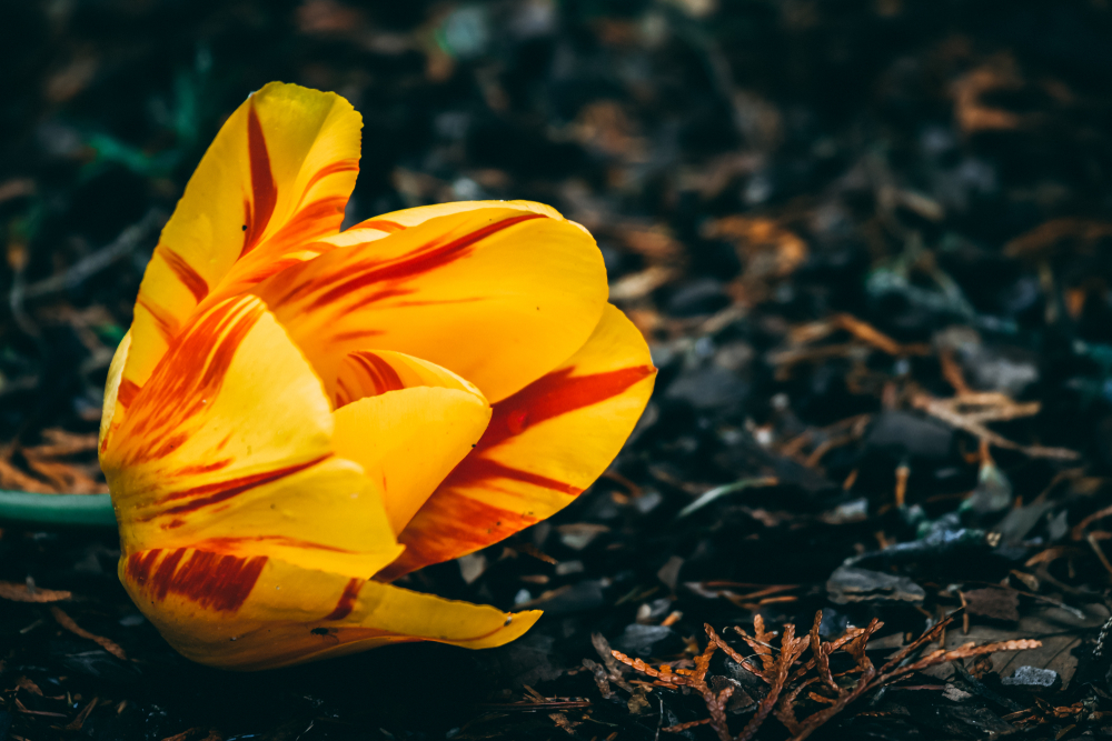 A vibrant yellow and red striped tulip lies on a dark, textured surface of dried leaves and bark. The rich colors of the flower contrast with the muted, earthy tones of the background.