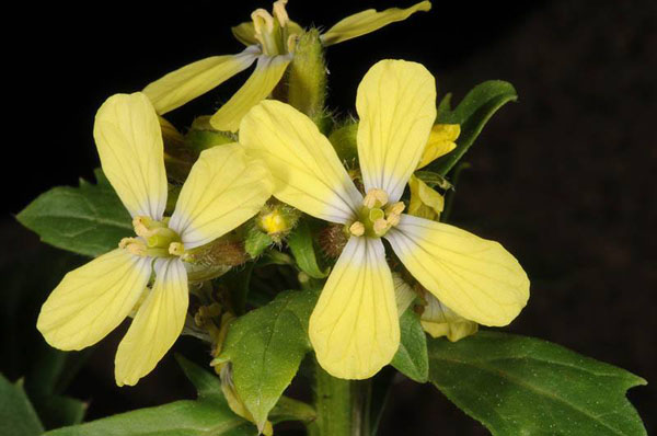 Jerusalem-Botanical-Gardens-endangered_Enarthrocarpus arcuatus
