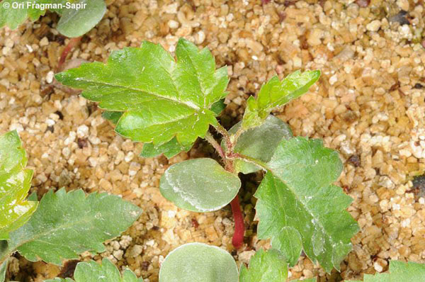 Jerusalem-Botanical-Gardens-endangered_Eriolobus trilobatus-seedling