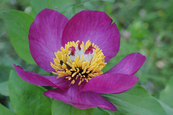 Jerusalem-Botanical-Gardens-endangered_Paeonia mascula