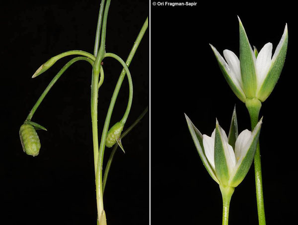 Jerusalem-Botanical-Gardens-endangered_Romulea columnae+_Moenchia erecta