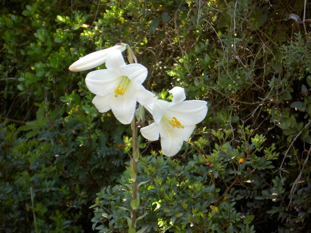 The rare flower is prized by Catholics.