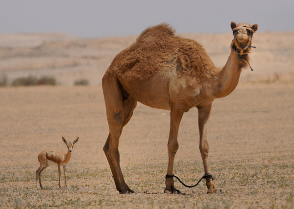 Nature-Photo-2_Eran-Hyams