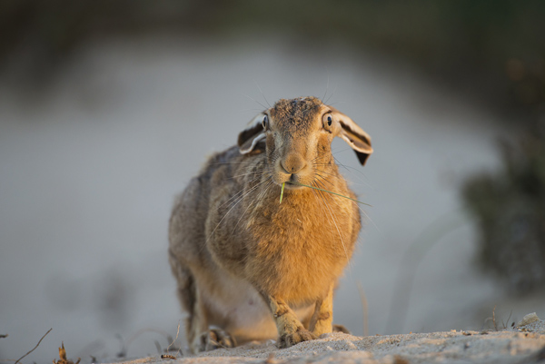 Nature-Photo-2_Eyal-Cohen