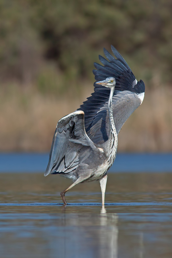 Nature-Photo-2_Roy-Avraham