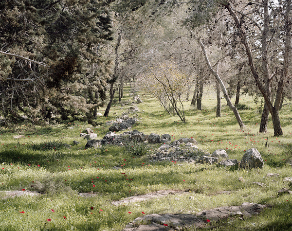 Roei Greenberg_Untitled-Kula-Forest