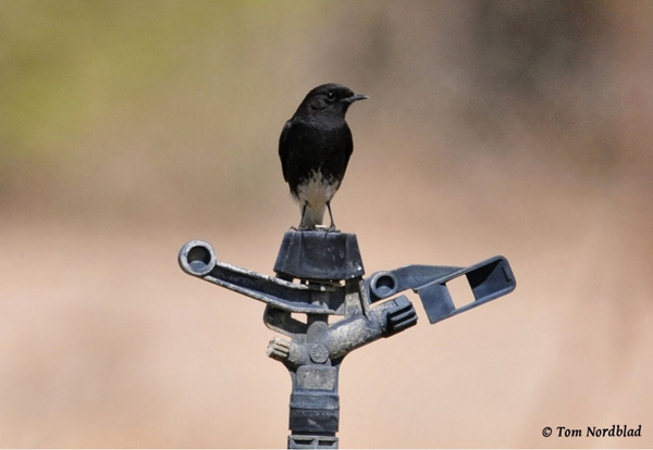 Champions-of-the-Flyway_Tom-Norblad