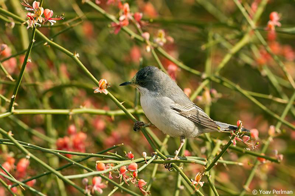 Champions-of-the-Flyway_Yoav-Perlman_Rueppells-warbler