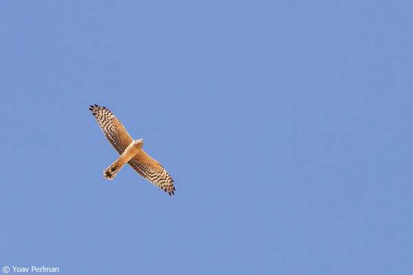 Champions-of-the-Flyway_Yoav-Perlman_pallid harrier