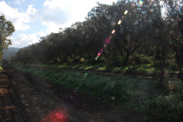 Mussrara-2014_Talia_Avny