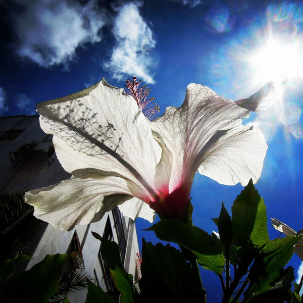 Mario-Troiani_white-flower-white-city