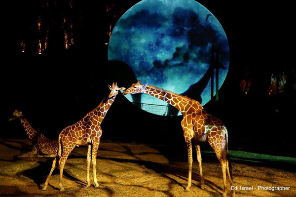 Ramat-Gan-Safari-Magic_3