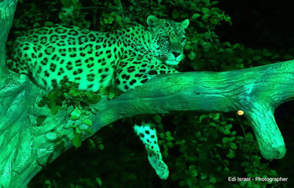 Ramat-Gan-Safari-Magic_4