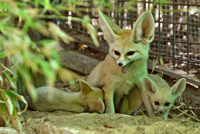 Penny guards her fennec fox kits at the Ramat Gan Safari. (Tibor Jager)