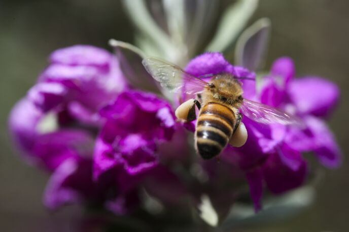Honey, apples and pomegranate are found on most Jewish tables for Rosh Hashanah. Photo by Liron Almog/FLASH90