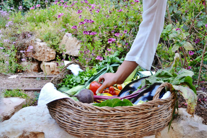 The produce going into CSA boxes is all organic.