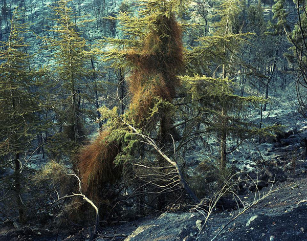 Jerusalem-Forest-Yaakov-Yisrael_1