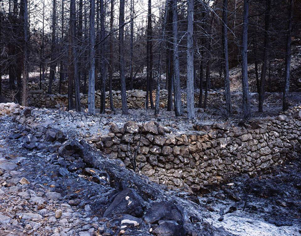 Jerusalem-Forest-Yaakov-Yisrael_2