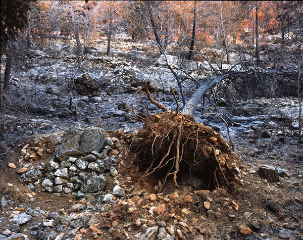 Jerusalem-Forest-Yaakov-Yisrael_3
