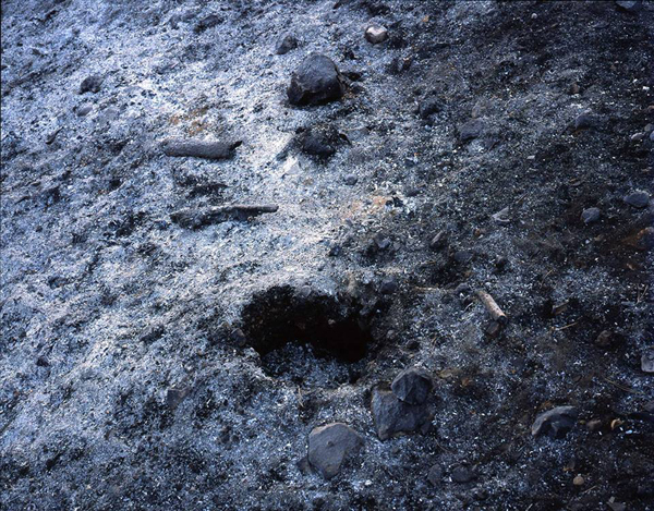 Jerusalem-Forest-Yaakov-Yisrael_4