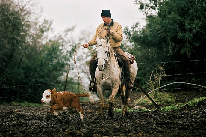 An Israeli cowboy at work on Kibbutz Merom Golan. Photo by Moshe Shai, Flash90.