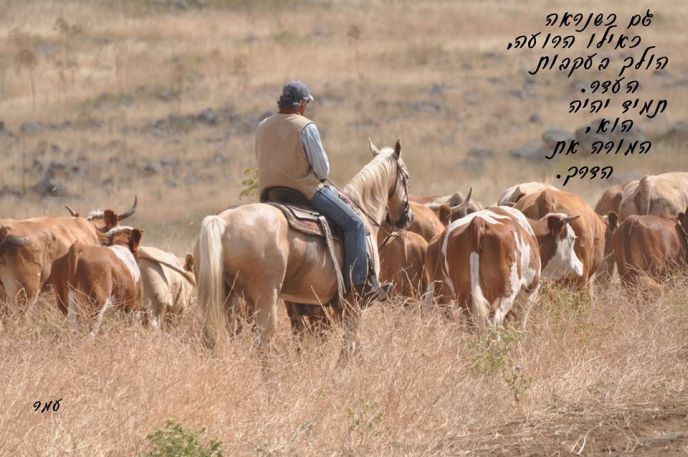Retired cowboy Omer Weiner took this photo and added his original poem. Translation: "Even when the shepherd appears to be following the herd, it is always he who leads the way."