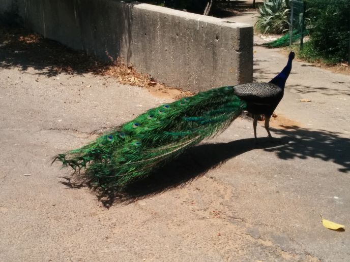 Peacocks roam freely.