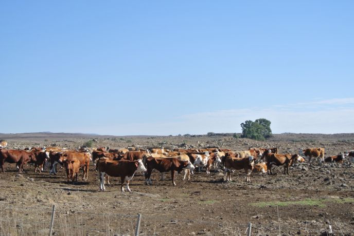 Cattle roam 8,400 acres at Kibbutz Merom Golan. Photo by Seth Frantzman