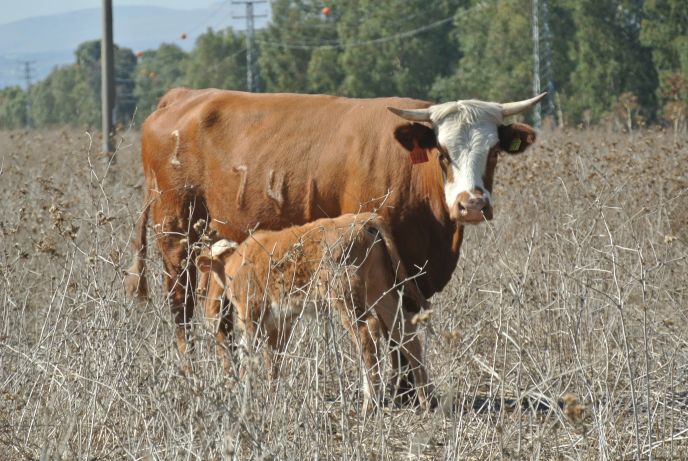 A cow and her calf at Merom Golan. Photo by Seth Frantzman