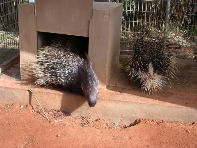 Don’t get too close to these prickly creatures.