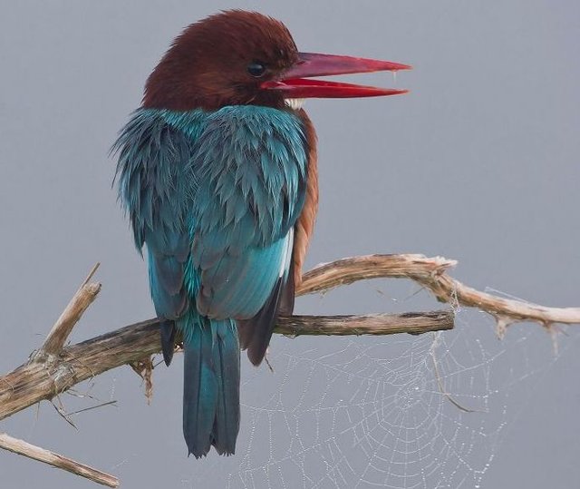 Pic of the Week – Kingfisher