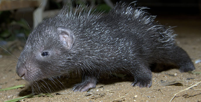 Dorit as a baby, eight years ago. Photo by Tibor Yager/Ramat Gan Safari