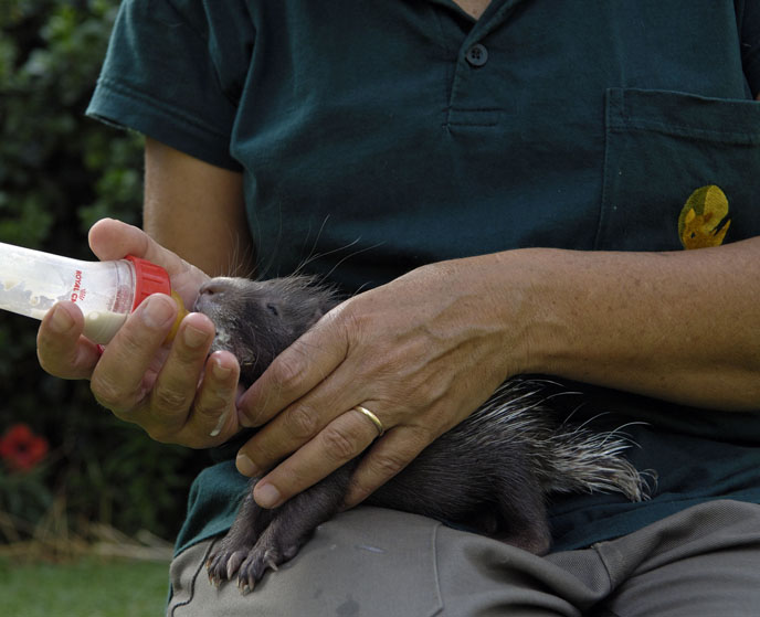 Dorit as a baby, eight years ago, being nursed back to health. Photo by Tibor Yager/Ramat Gan Safari