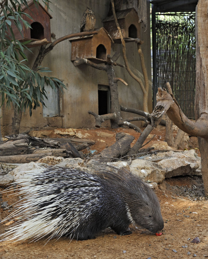 Dorit shares her enclosure with owls.